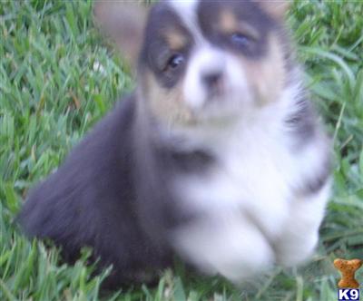 Lester - Awesome AKC in Tennessee